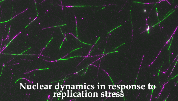 Nuclear dynamics in response to replication stress.png