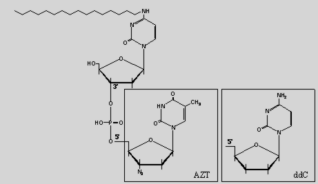 Chemical structures of the AZT and ddC derivatives