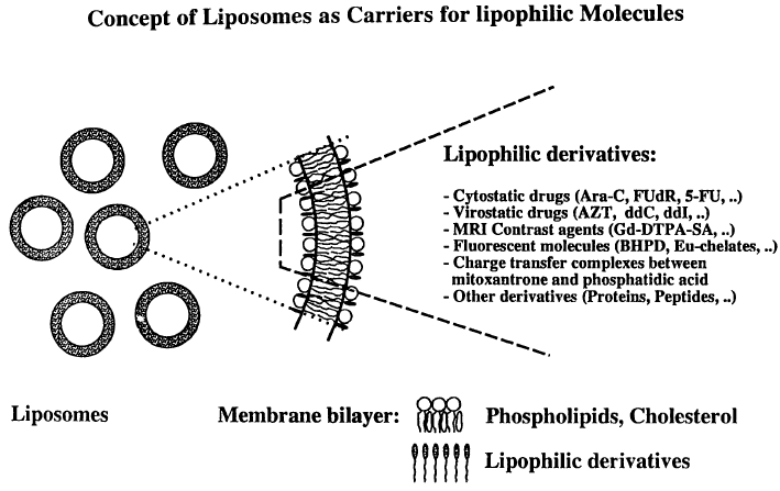 Concept of liposomes as carriers for lipophilic molecules